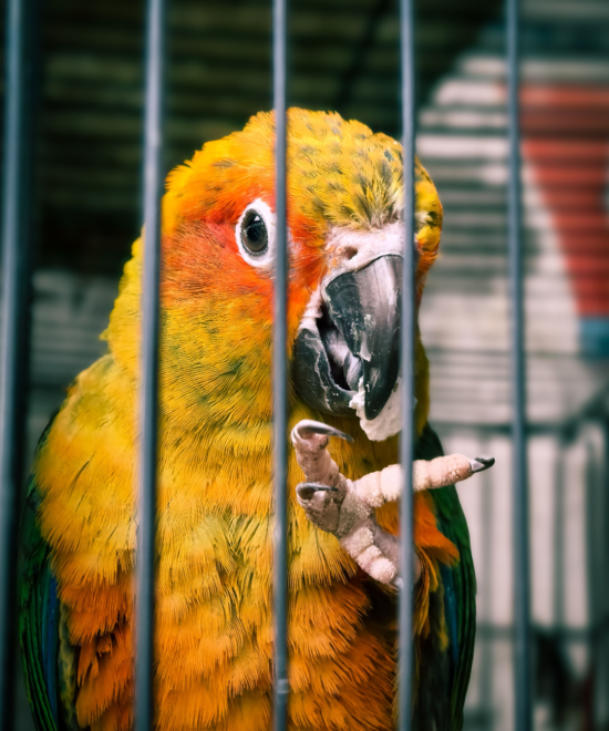 Birds Hospital